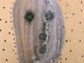 artiste_6